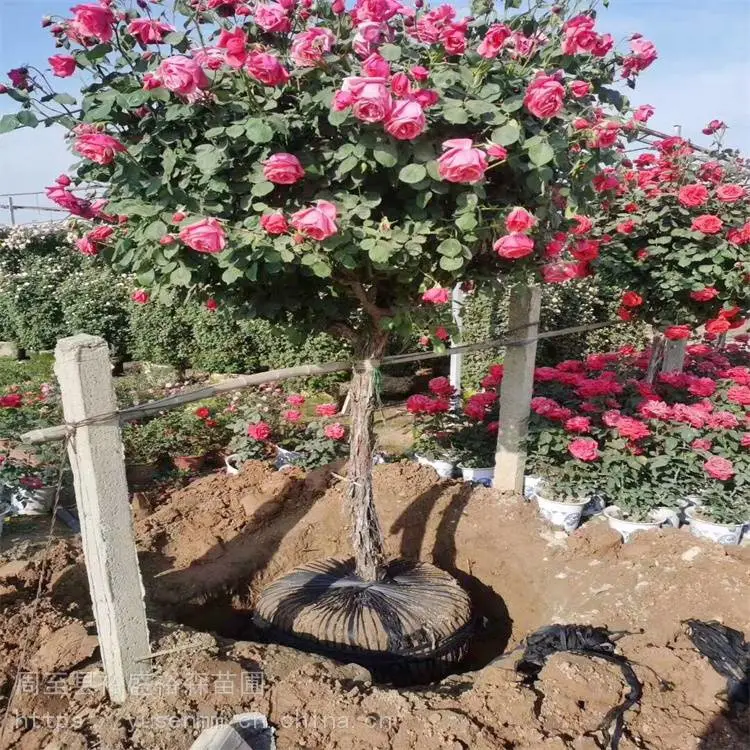关中西安本地苗圃 园林观花植物 营养杯月季苗 本地花木小苗
