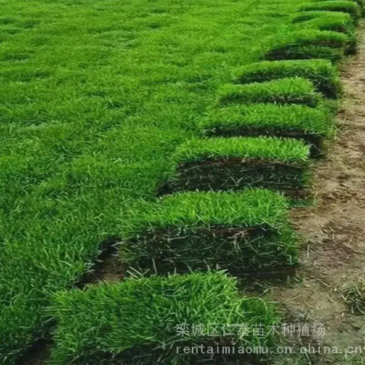 成活***的草种子品种有哪些 批发草坪 草皮卷 杨梅种子