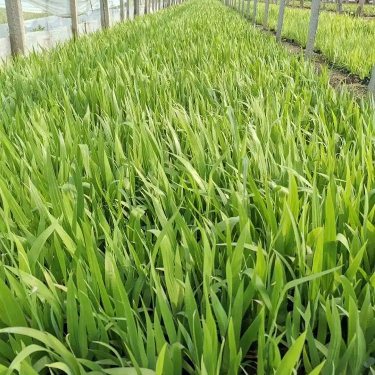 多色常绿鸢尾种苗高度 40cm人工湿地绿化工程苗基地现货批发供应