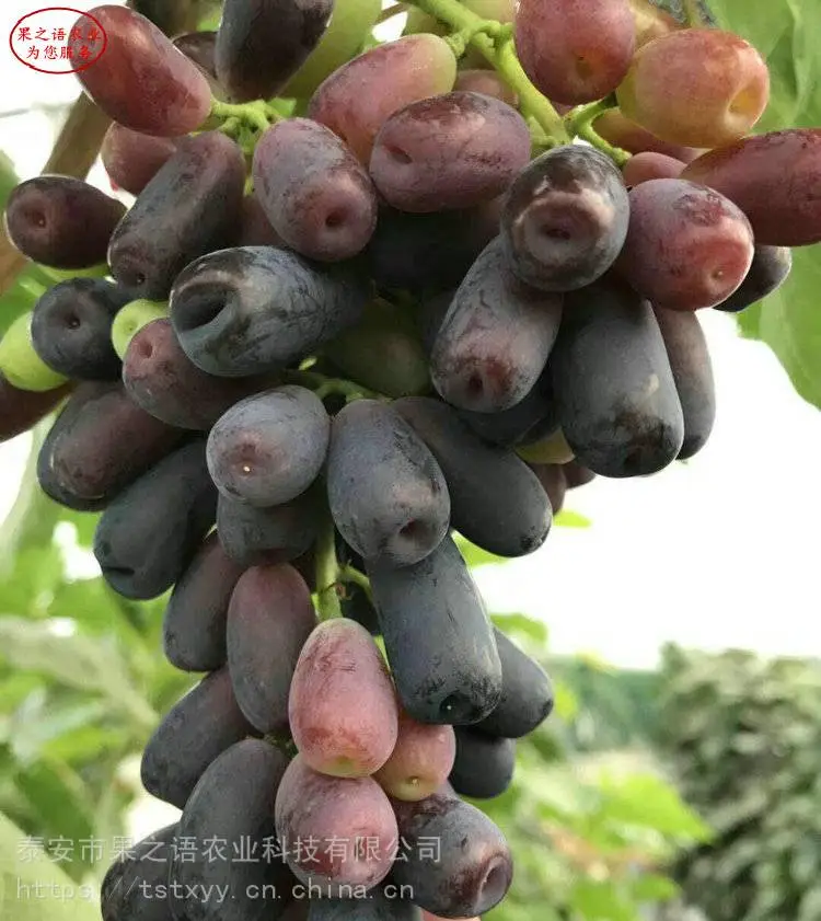 葡萄树苗、甜蜜蓝宝石葡萄苗、金田蜜葡萄树苗批发