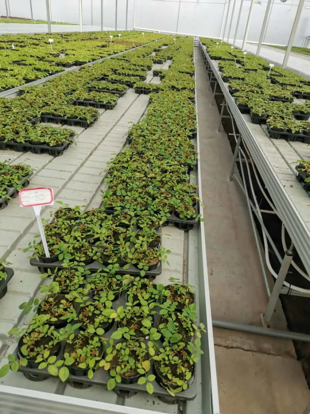 ***好潮汐育苗床厂家 温室节水灌溉潮汐苗床可定做尺寸