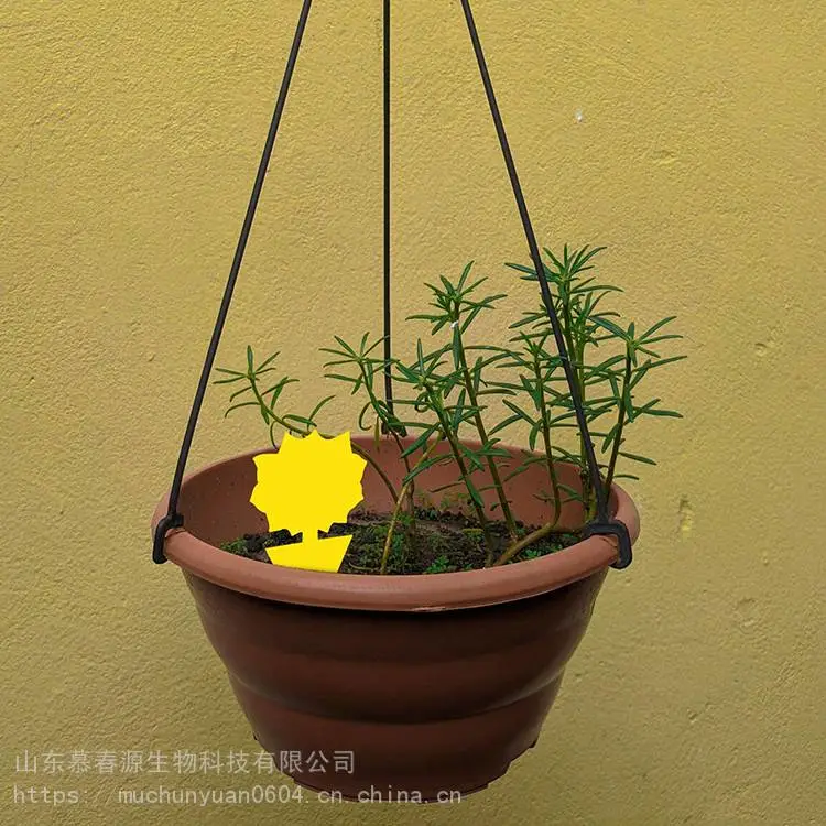 黄板和蓝板诱虫 强烈粘虫板的价格 草莓园黄板诱虫 慕春源