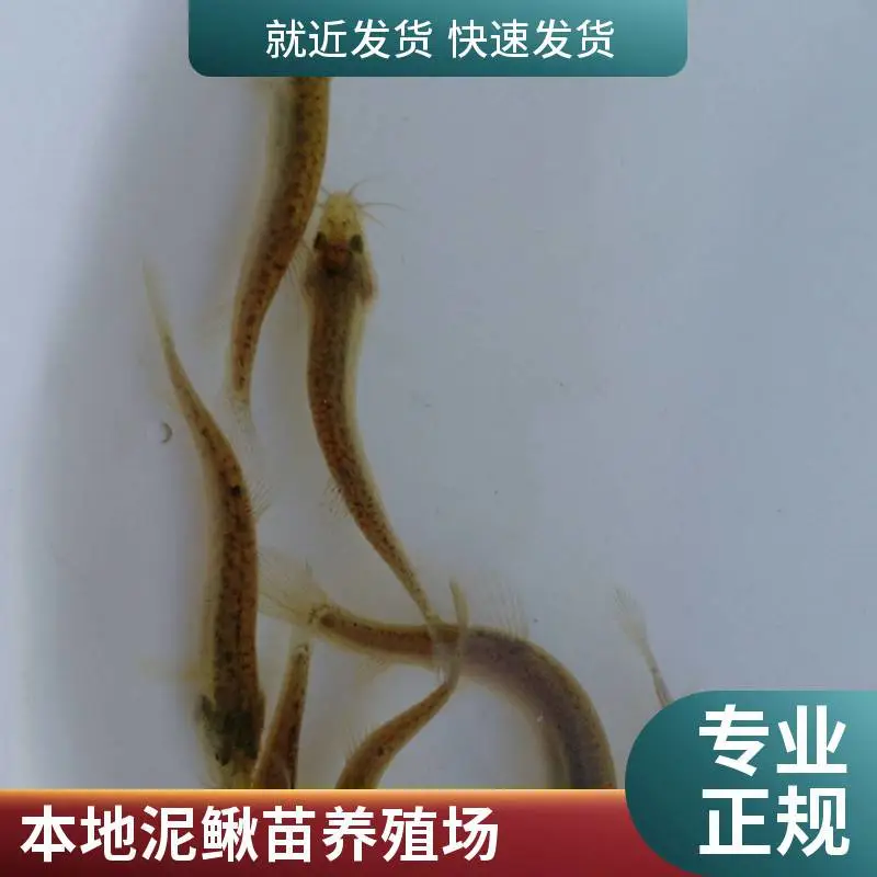 泥鳅苗寸苗基地 山东青岛本地泥鳅苗鱼苗养殖场 支持物流发货全国供苗