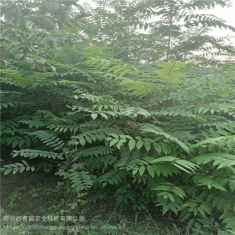 露天香椿树苗 青藤农业 新品种香椿苗 基地出售