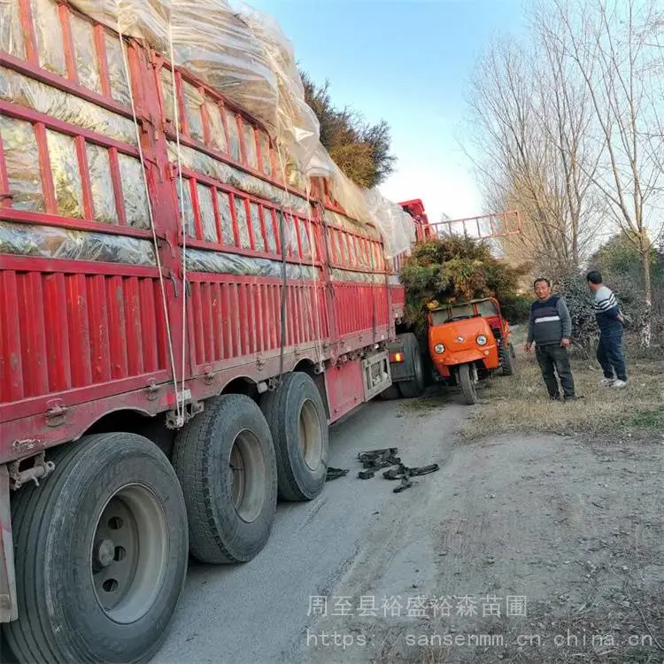 临汾树苗侧柏 大冠幅不拖腿 柏树农户种植苗圃