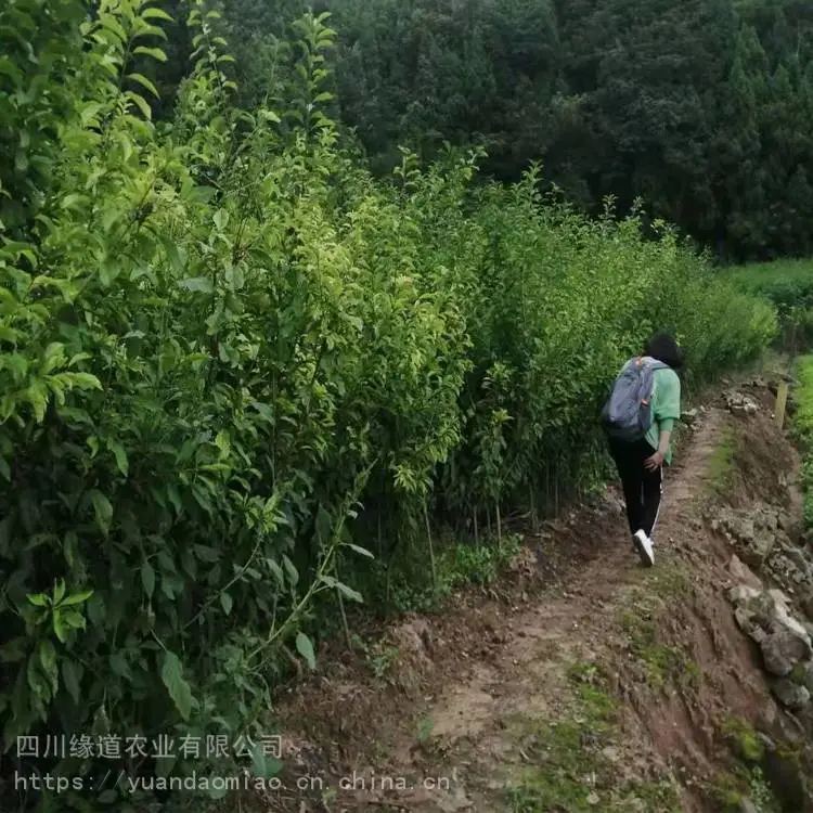 临沧李子树苗 购买李子树苗新品种价格
