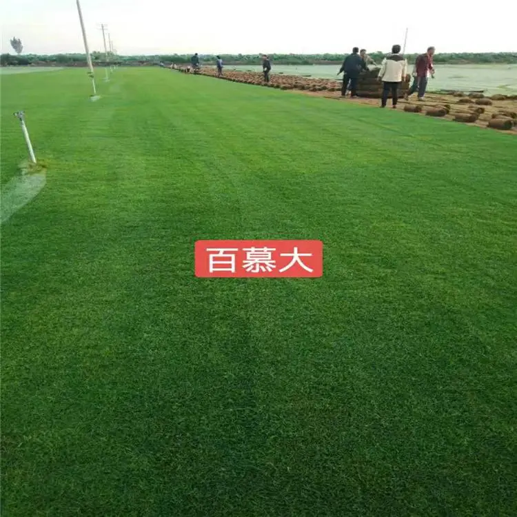 陕西苗木批发-混播草坪卷-绿化草坪供应商