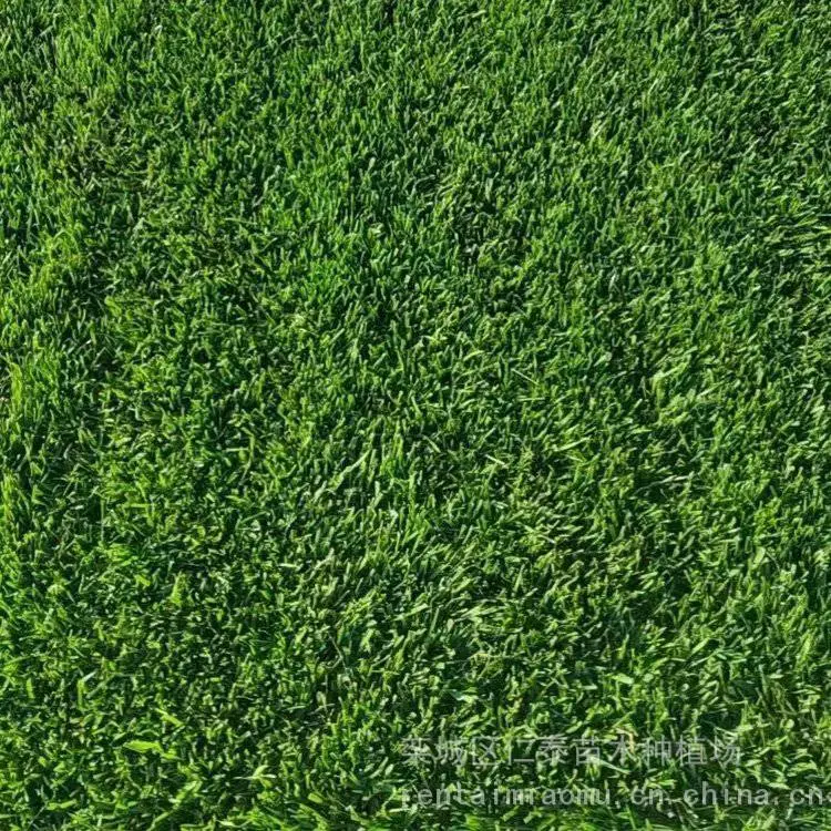 百慕大草坪的草坪 优特斯草皮卷 白晶菊种子