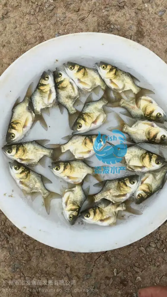 添发水产供应缩骨大头鱼苗 缩骨鳙鱼苗繁育基地仙骨大头鱼苗