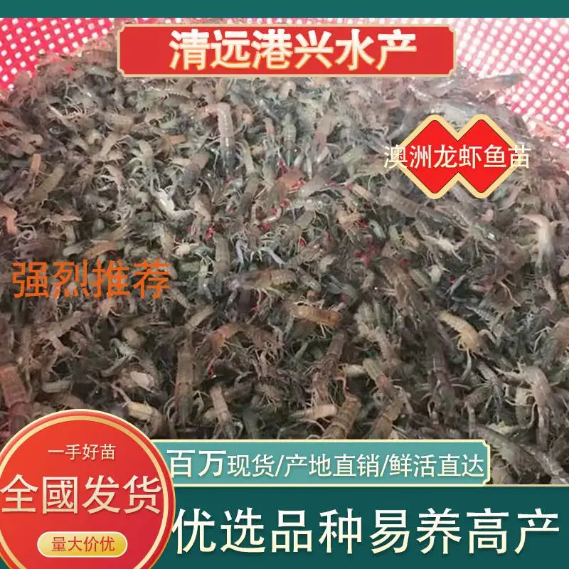 采购虾苗_认准广东港兴水产澳洲淡水龙虾苗_龙虾价格咨询 鲜活直达
