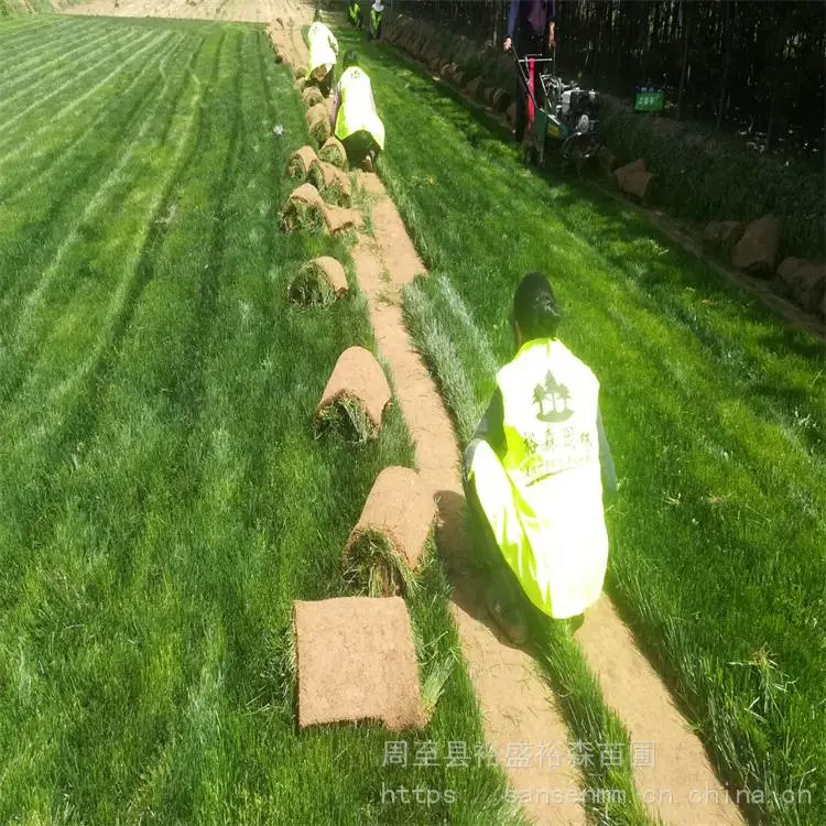 杨凌苗圃绿化草坪草籽-退耕还林土地复绿 绿化草坪草籽苗木价格
