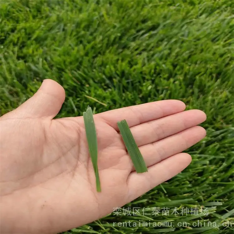 园林草坪批发 高羊茅草坪 草皮卷 常夏石竹种子