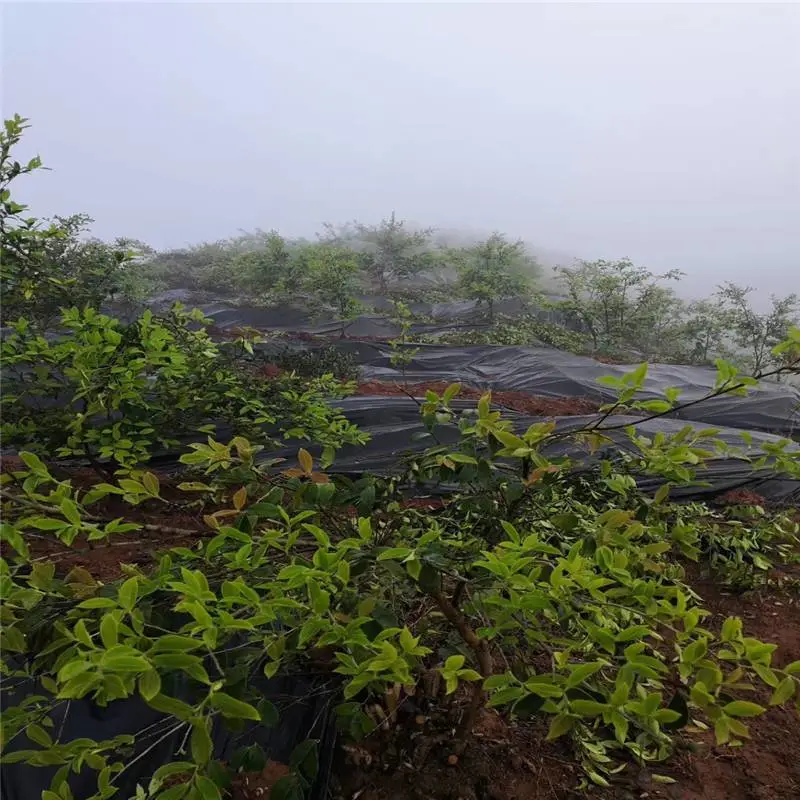 乌兰察布2m宽防草布苗圃防草地布 园艺抑草席杂草地垫RunYe/润业土工供应