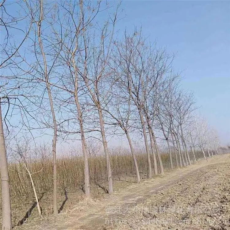胸径12公分15公分18公分苦楝树 成活*** 基地自产自销