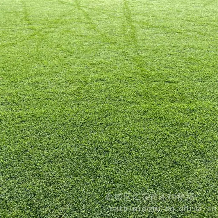 成活***的草种子品种有哪些 批发草坪 草皮卷 杨梅种子