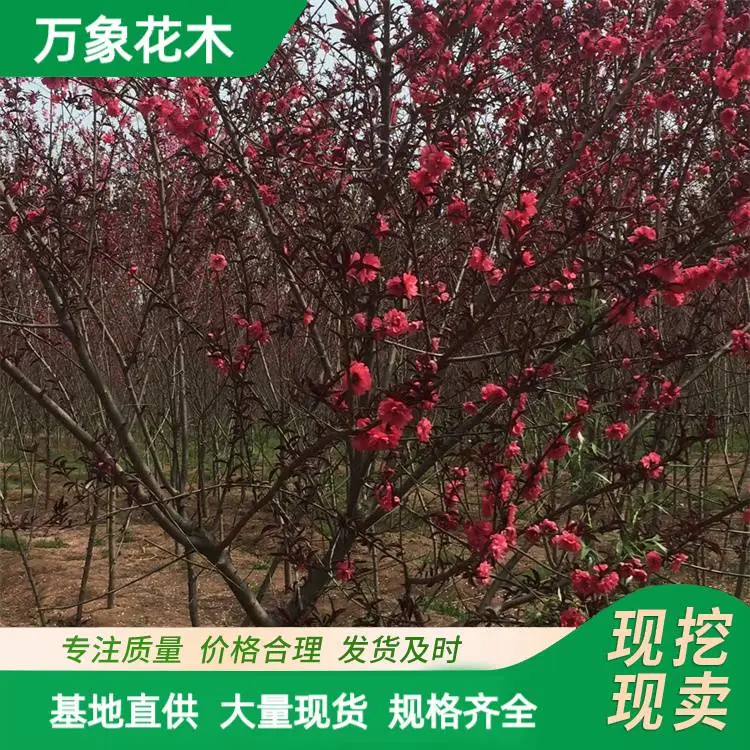 万象花木出售紫叶红碧桃苗 耐寒花色艳丽 乡村城市建设绿化