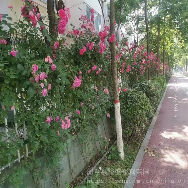 裕盛黄帽月季-庭院美化造景-多色树状月季