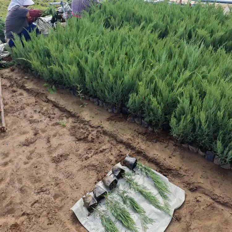 沙地柏小苗护坡固沙专用营养杯高度30-50cm多分枝园林绿化苗