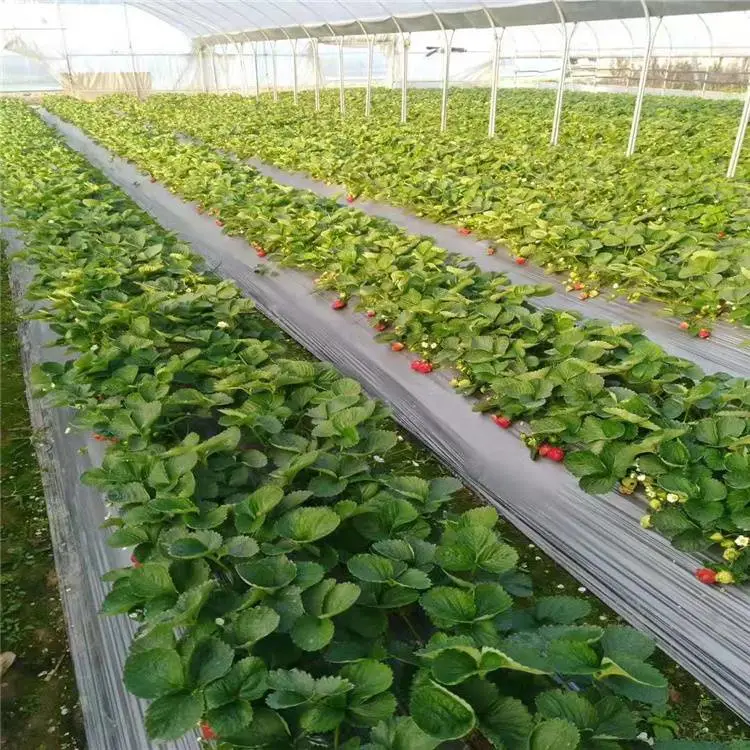 湖州大棚骨架蔬菜大棚