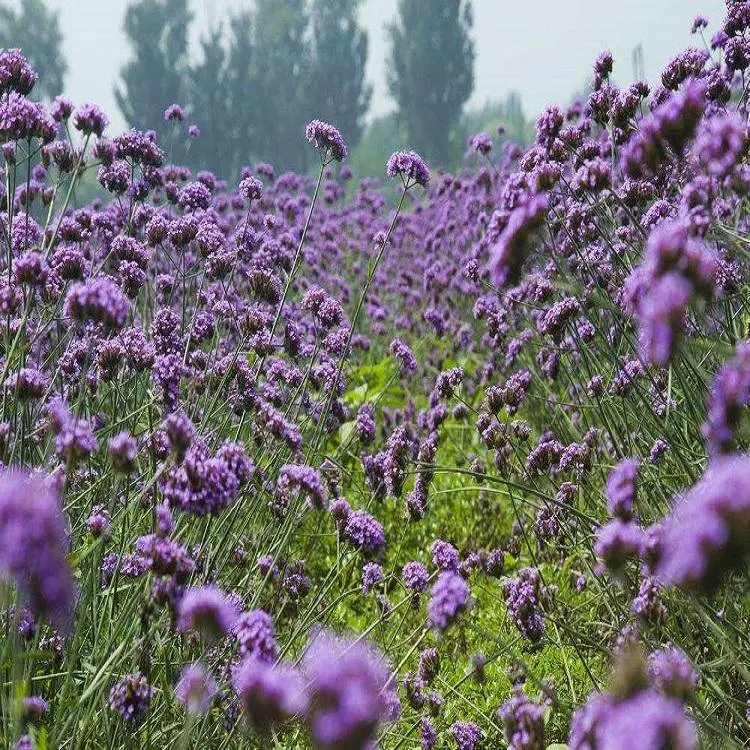 柳叶马鞭草 别名紫顶龙芽草 小区庭院公园造景绿化种植 小 杯苗 花海