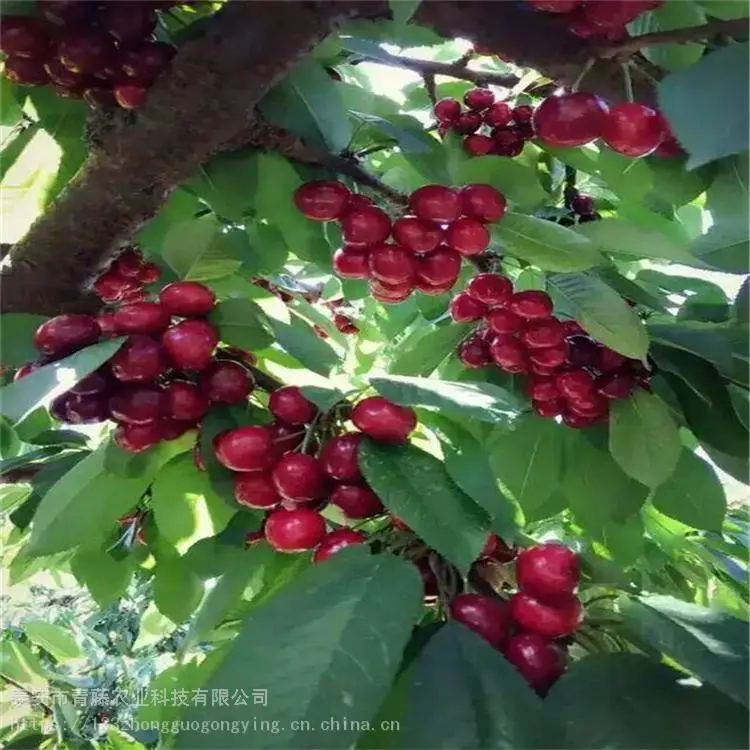 红妃樱桃苗 青藤农业 黄蜜樱桃苗 ***