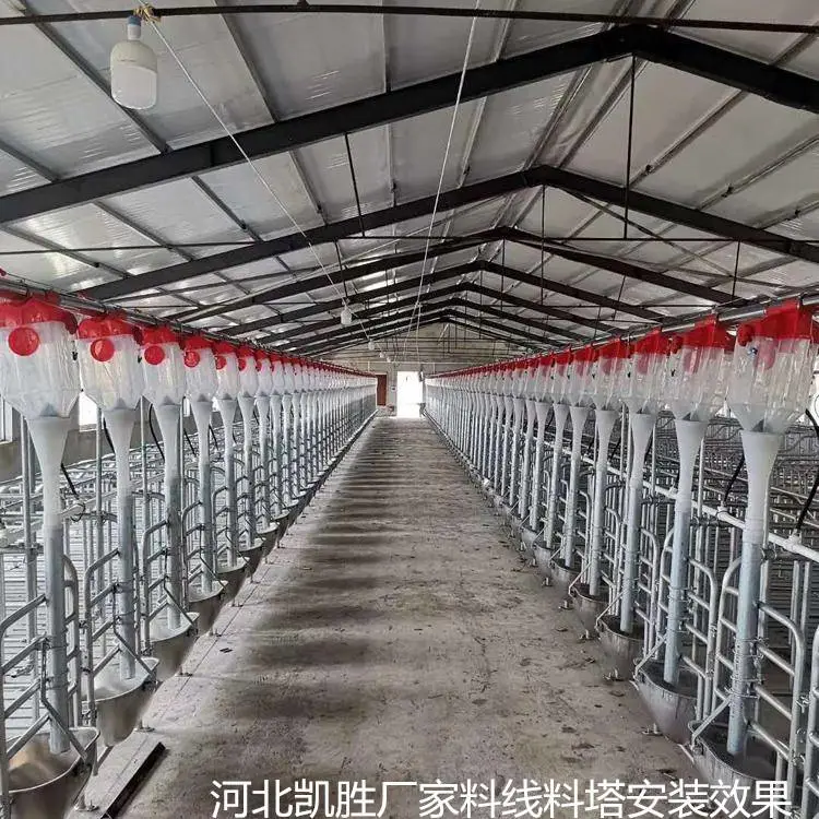 自动化喂料线 猪场喂料设备