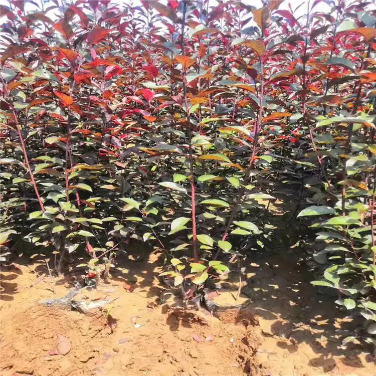 新疆紫叶矮樱基地_紫叶矮樱哪里多_抗寒绿化苗木