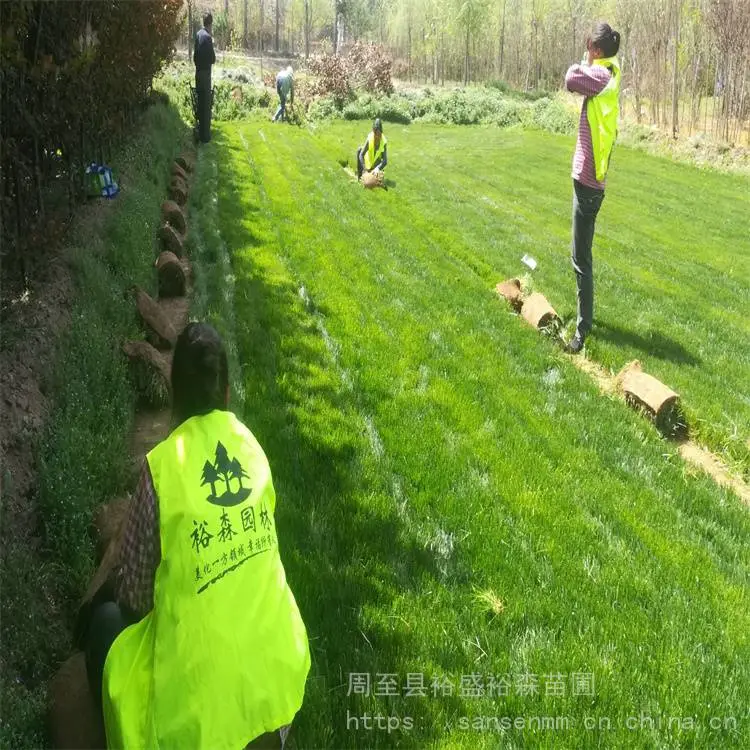 哑柏草坪批发基地 哑柏草坪每平***
