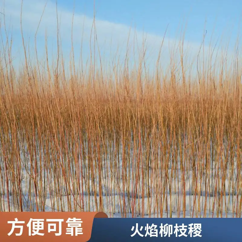 重金属柳枝稷小苗批发 园林景区造景绿化工程改造绿植护坡固土