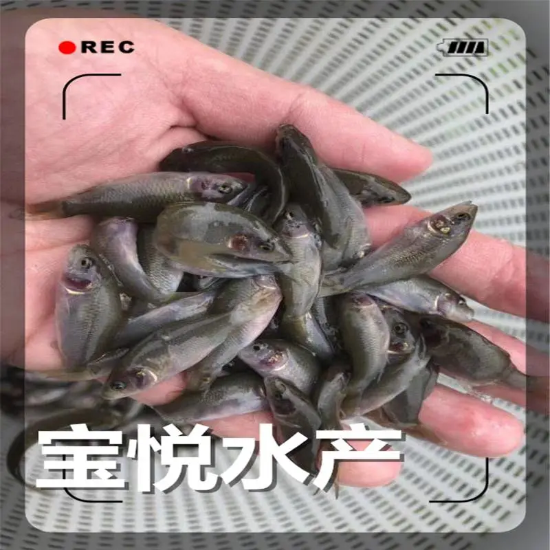 山东淄博禾花鲤鱼苗养殖场品种 禾花鲤鱼苗养殖技术