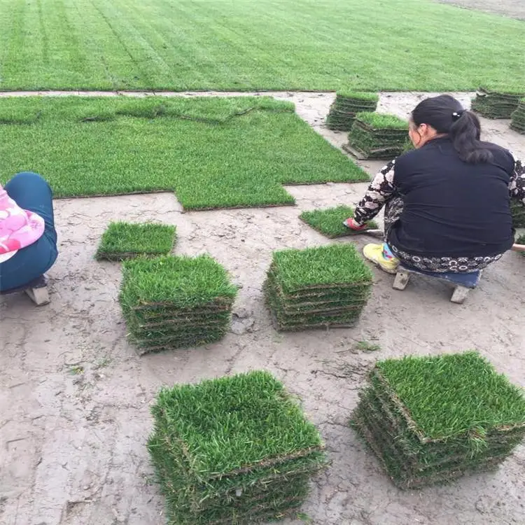 草坪草皮批发 马尼拉草坪基地 别墅庭院绿化工程 现起现卖