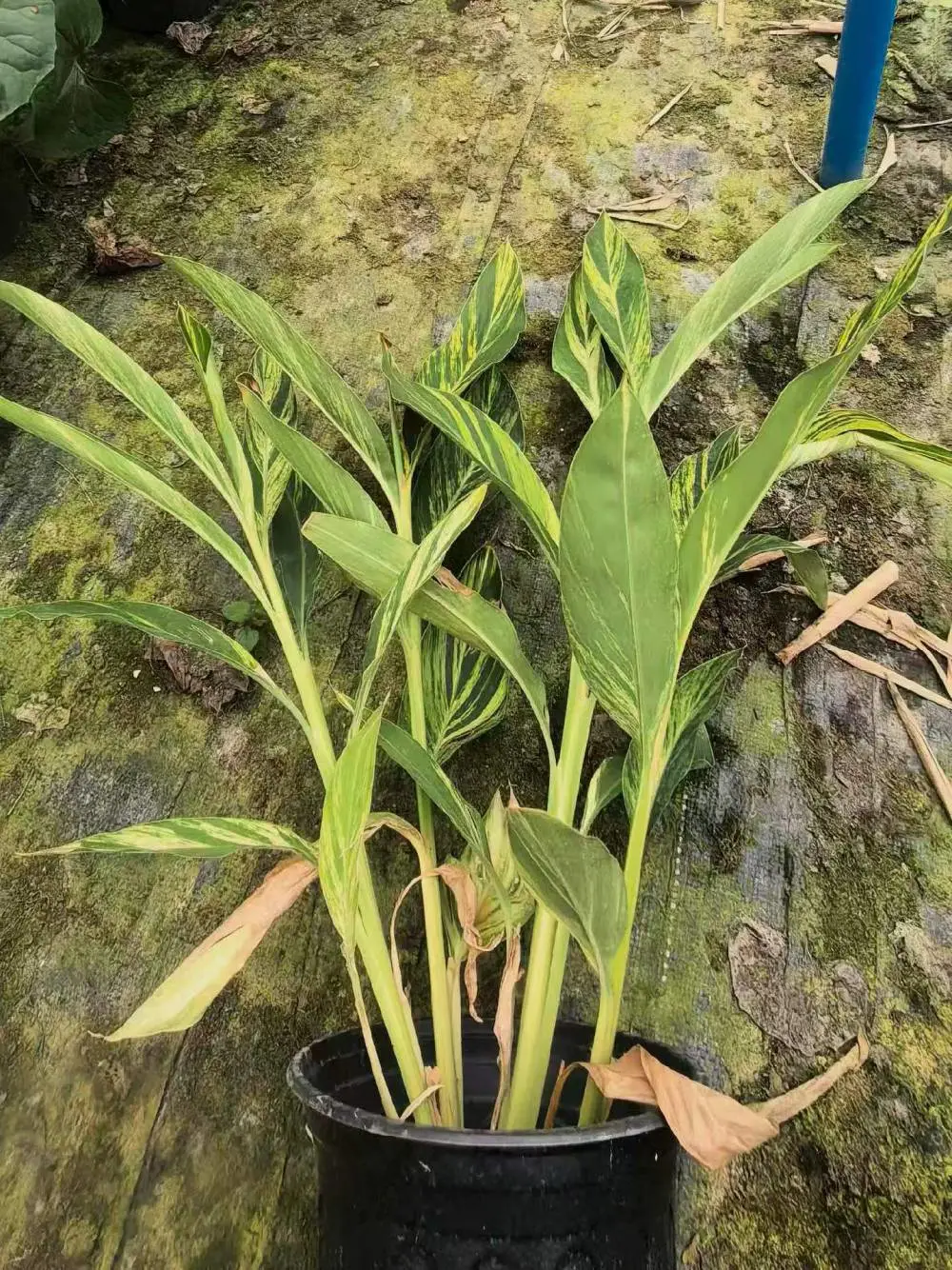花叶良姜基地 高度30cm 冠幅25cm 小区园林绿化批发