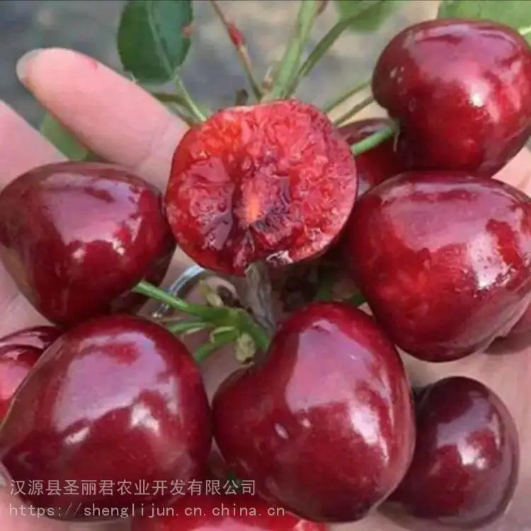 拉宾斯大樱桃樱桃果树拉宾斯大樱桃价格 圣丽君