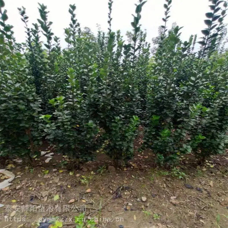60公分北海道黄杨 种植基地 帅阳 30公分北海道黄杨 批发基地地址