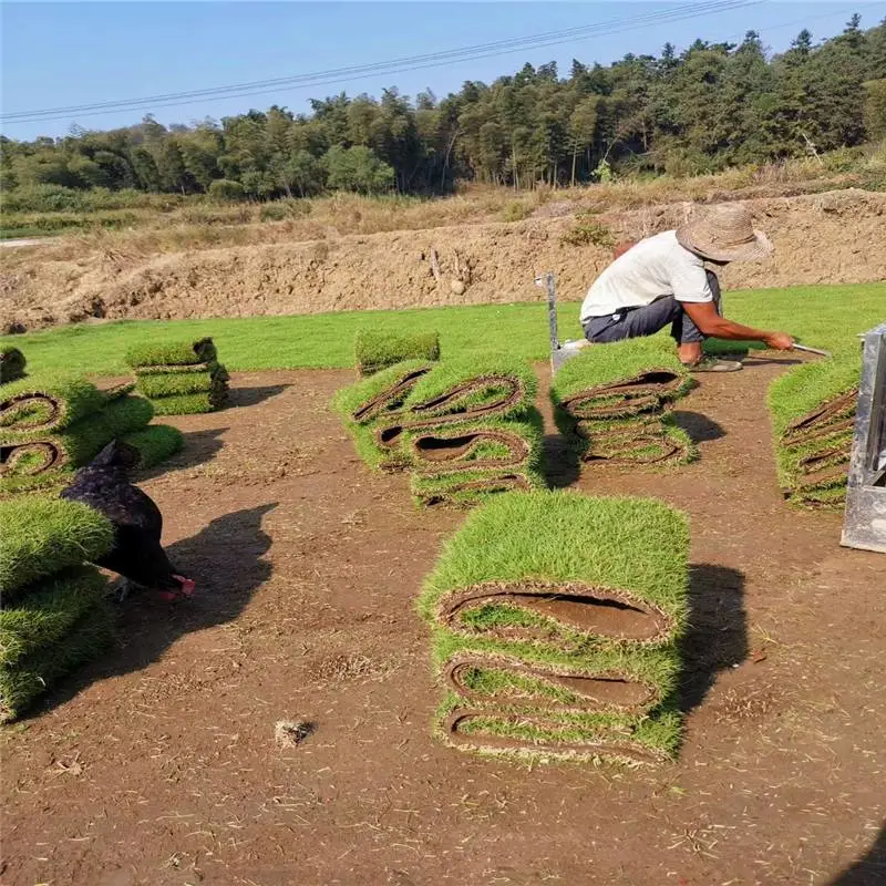 中华结缕草基地位置 台湾青草皮 草皮