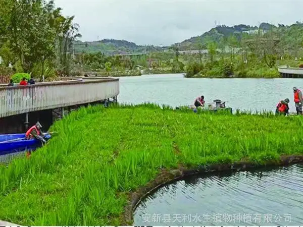 复合纤维浮动湿地,水体绿化植物浮岛,人工浮岛