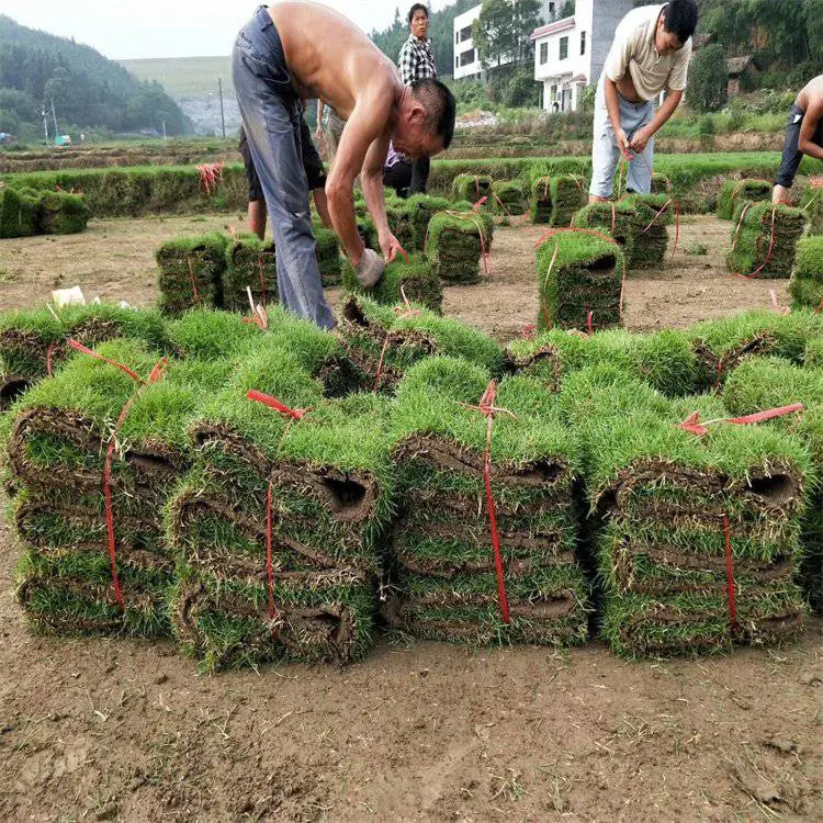 草坪草皮批发 马尼拉草坪基地 别墅庭院绿化工程 现起现卖