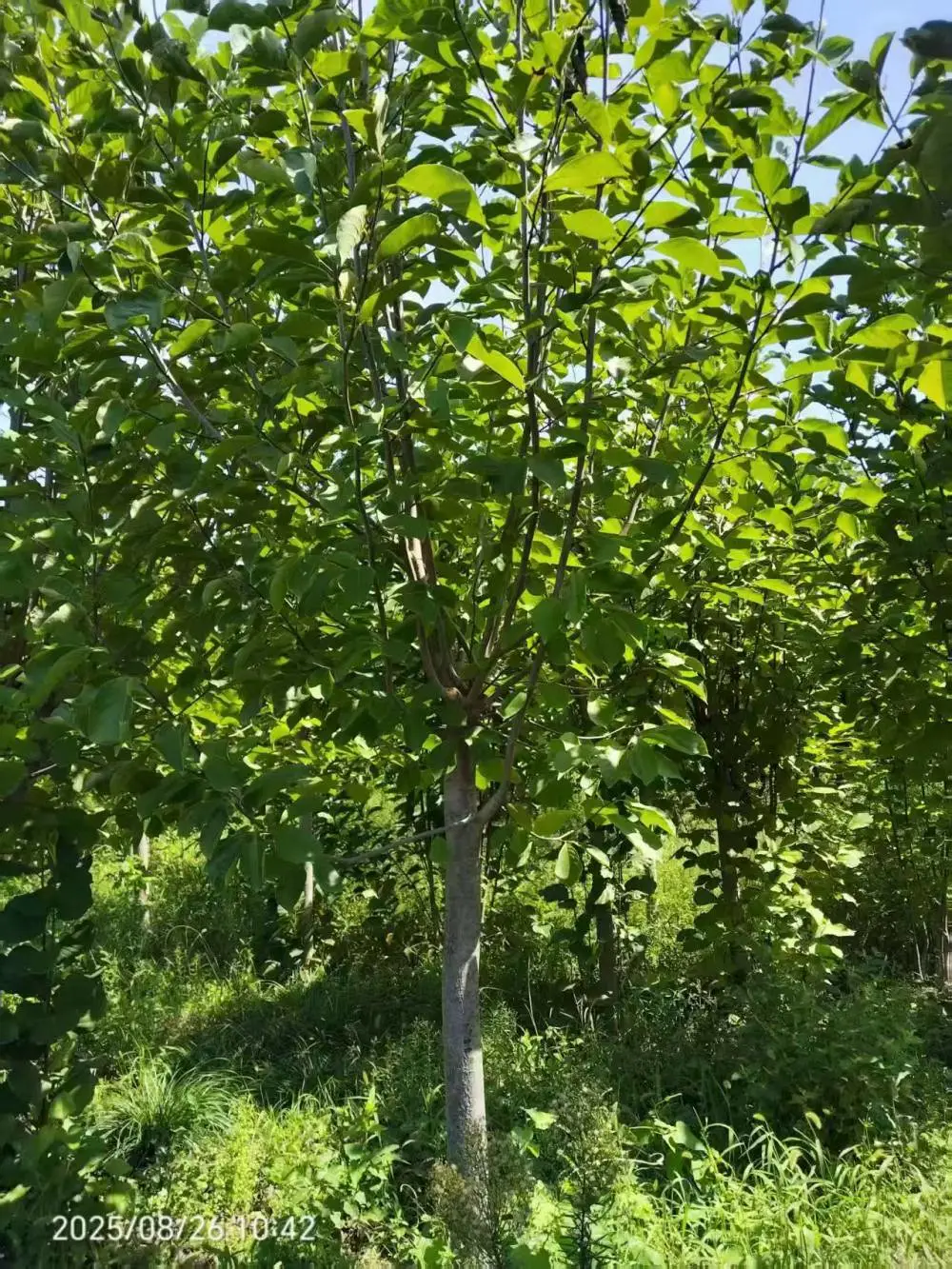 山东聊城阳谷县白玉兰种植基地批发供应,9公分红玉兰树苗厂家装车价格,玉兰树苗产地供应商报价