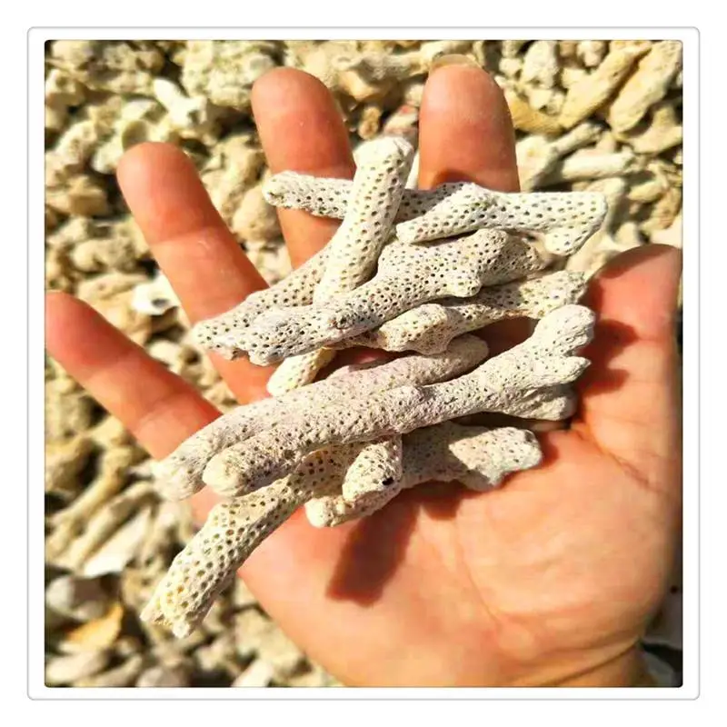 海滨供应珊瑚砂 造景珊瑚砂 养殖用珊瑚砂