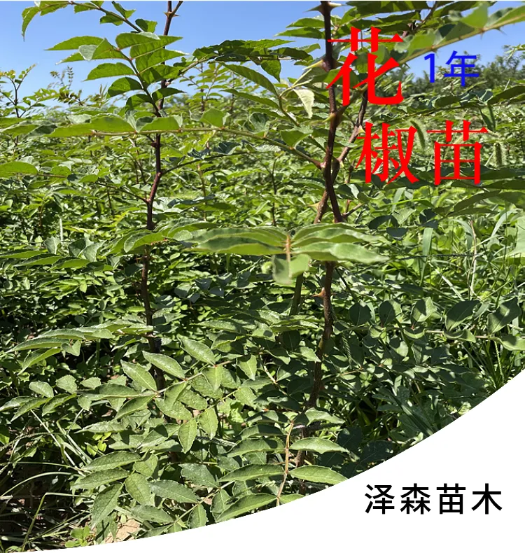 一年生大红袍花椒苗 地径0.5公分以上 裸根花椒树苗基地批发