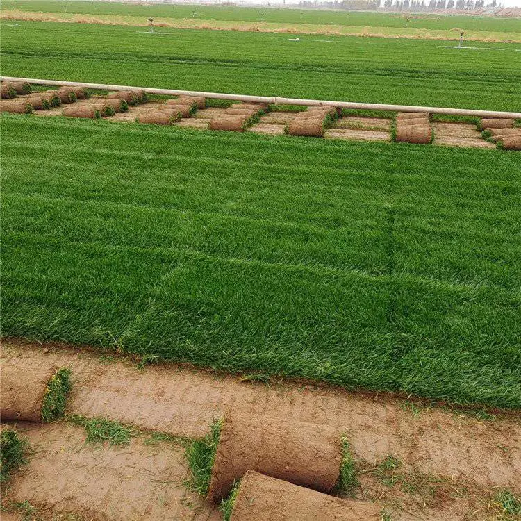 本地出售草坪卷鸡毛菜籽山桃种子春黄菊花籽脱芒狼尾草
