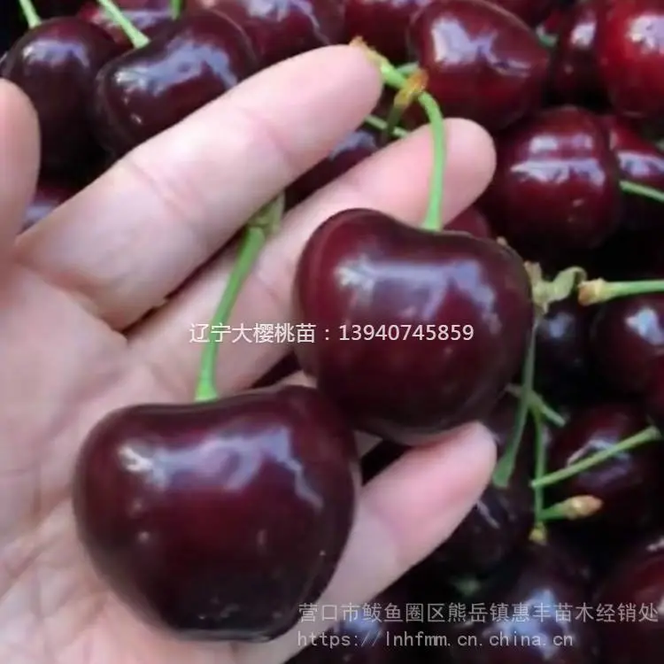 俄罗斯八号樱桃苗繁育基地 辽宁马哈利美早樱桃树苗