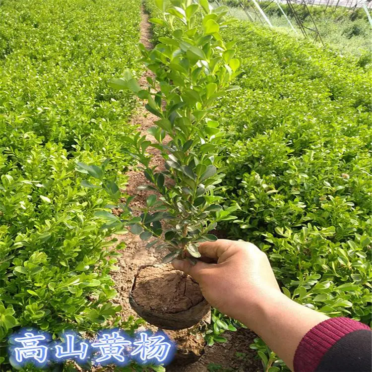 宝鸡小叶女贞-西北苗木基地-小叶女贞造型色块