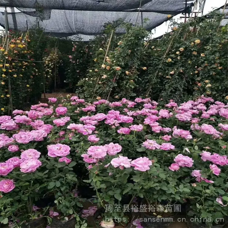 咸阳卖藤本蔷薇-苗木花卉-藤本月季花苗3年苗