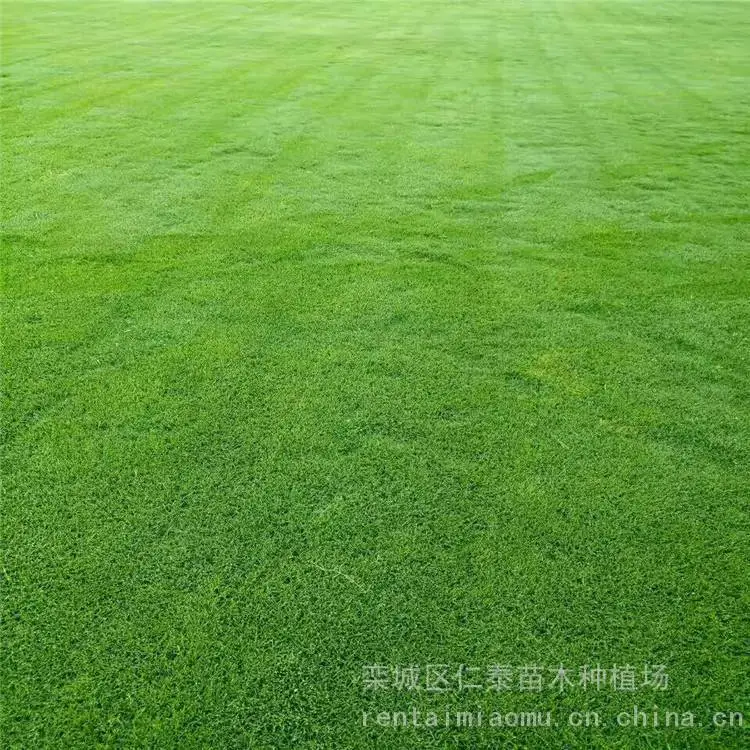 巴 中 草籽草坪特点 好管理耐踩踏的草皮几个钱 花叶芒