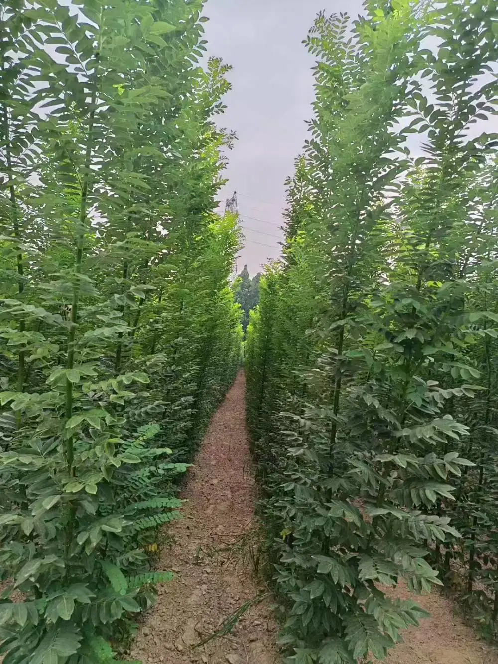 山东菏泽淑女国槐小苗批发基地,淑女国槐苗厂家上车价格,淑女国槐苗产地报价,淑女国槐苗木供应商
