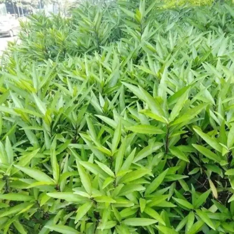 驳骨丹小苗批发 小区庭院公园观赏绿化种植规格齐全冠幅饱满
