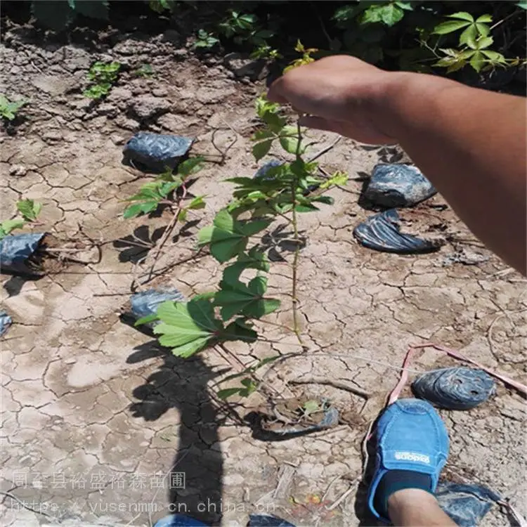 西安爬墙虎欧月季 变色爬山虎 批发爬山虎