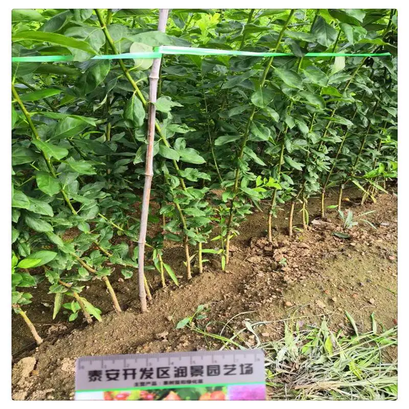 东营大李子树苗价格 青脆李子苗 1公分李子树苗多少一棵