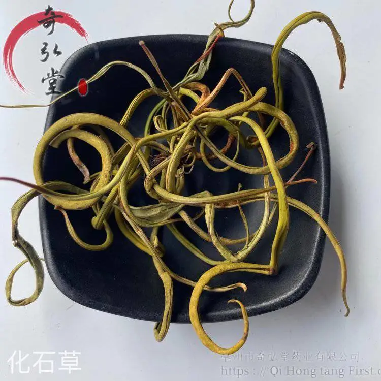中药材化石草-化石草药材实物拍摄